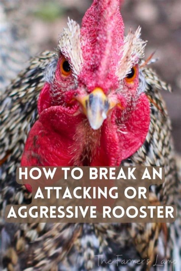How do you discipline an aggressive rooster?