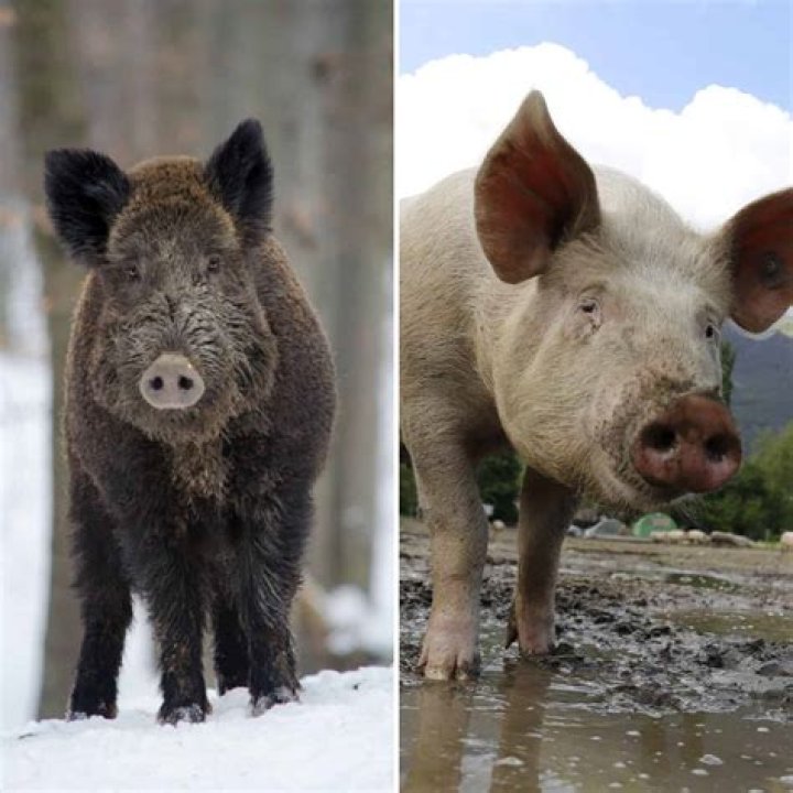 How do you get a pig to like you?