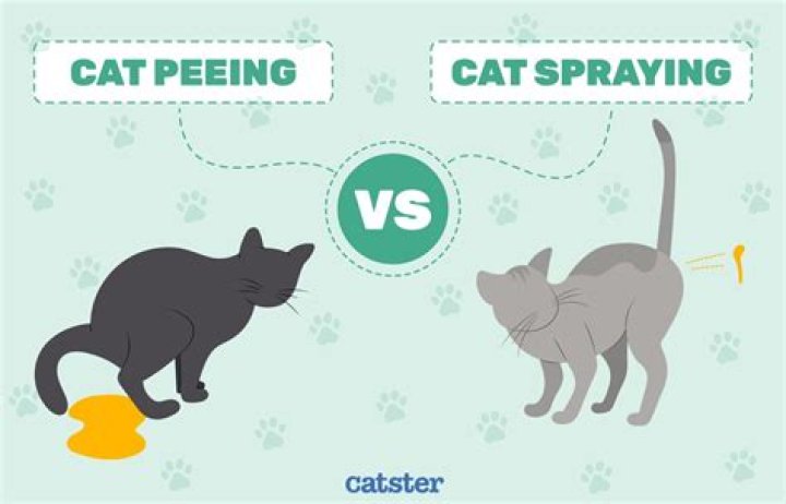 How do you get cat pee smell out of a vacuum?