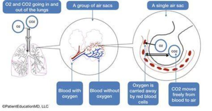 How do you get CO2 out of your lungs?