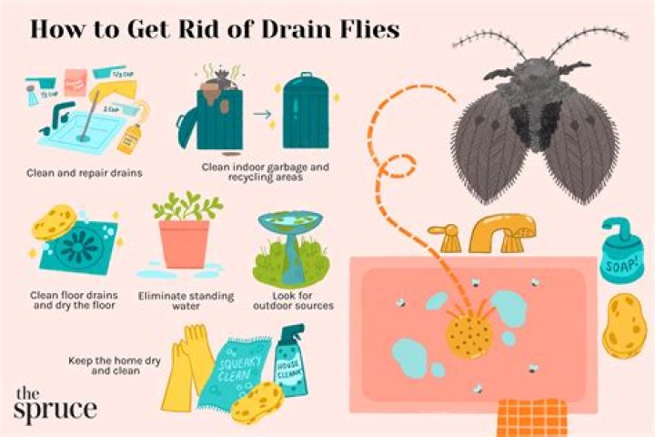 How do you get rid of dust worms?