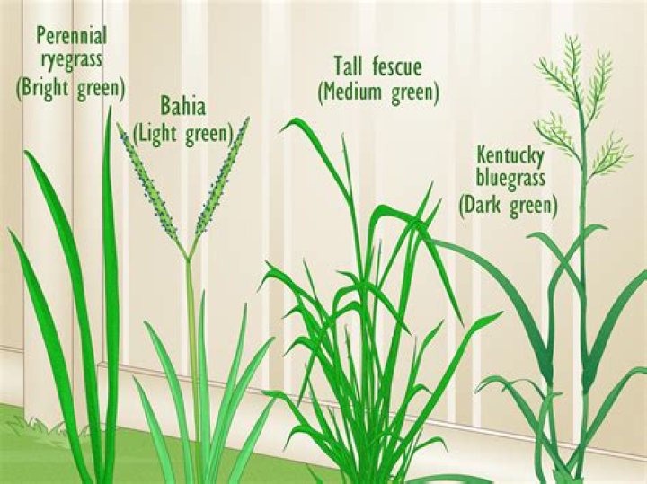 How do you get rid of orchard grass?