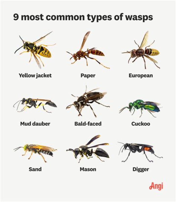 How do you keep wasps from coming back every year?