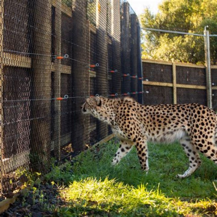 How do you keep wild animals away from your house?