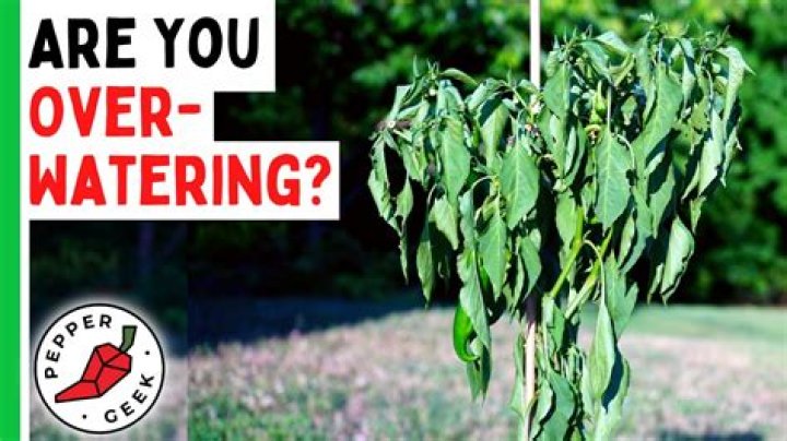How do you know if you are overwatering pepper plants?