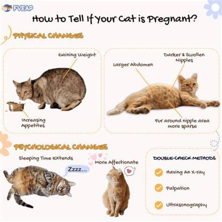 How do you know if your cat is suffering?
