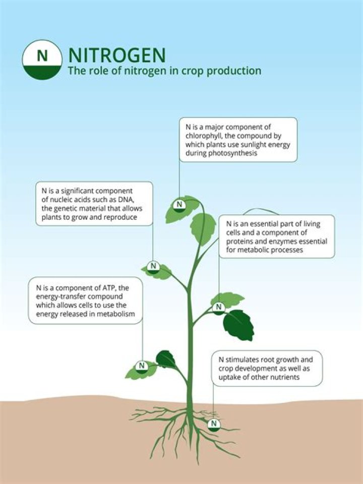 How do you make liquid nitrogen for plants?