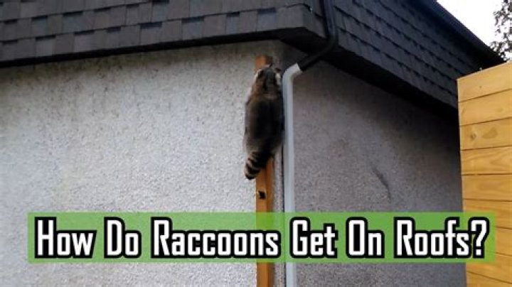 How do you make racoons stay away?