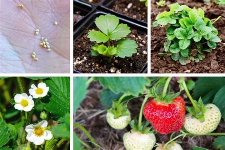 How do you plant wild strawberry seeds?