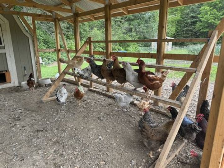 How do you play with chickens?