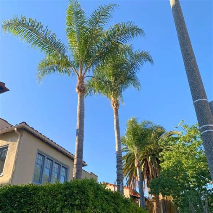 How do you prune a queen palm tree?