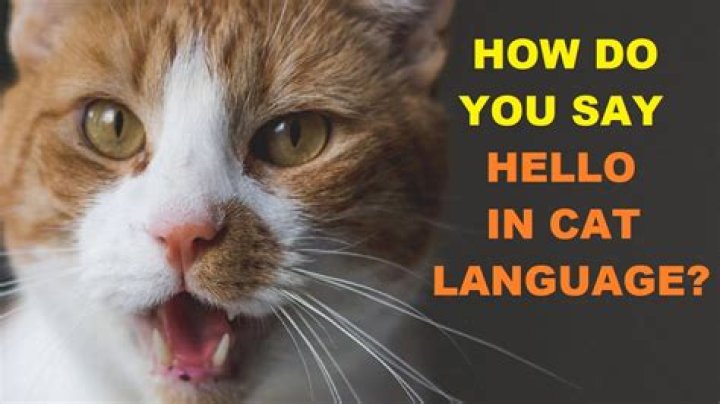 How do you say hello in team email?