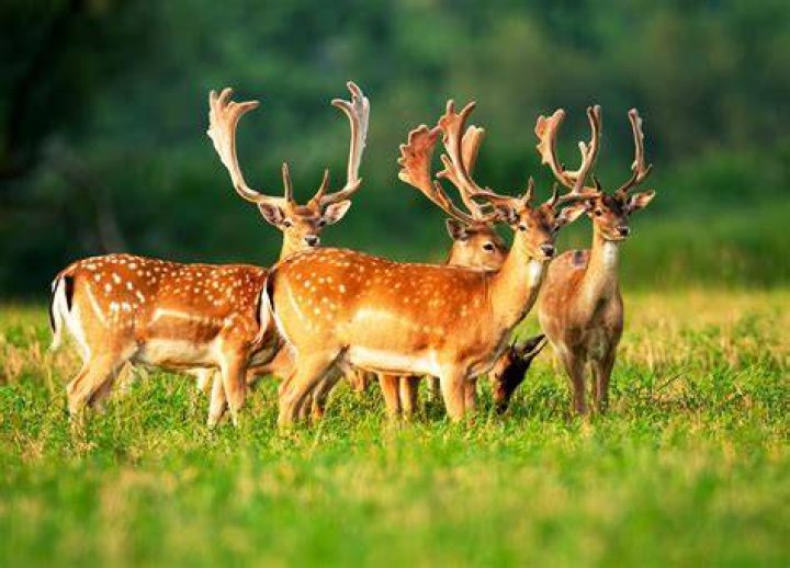 How do you tell if deer are around?