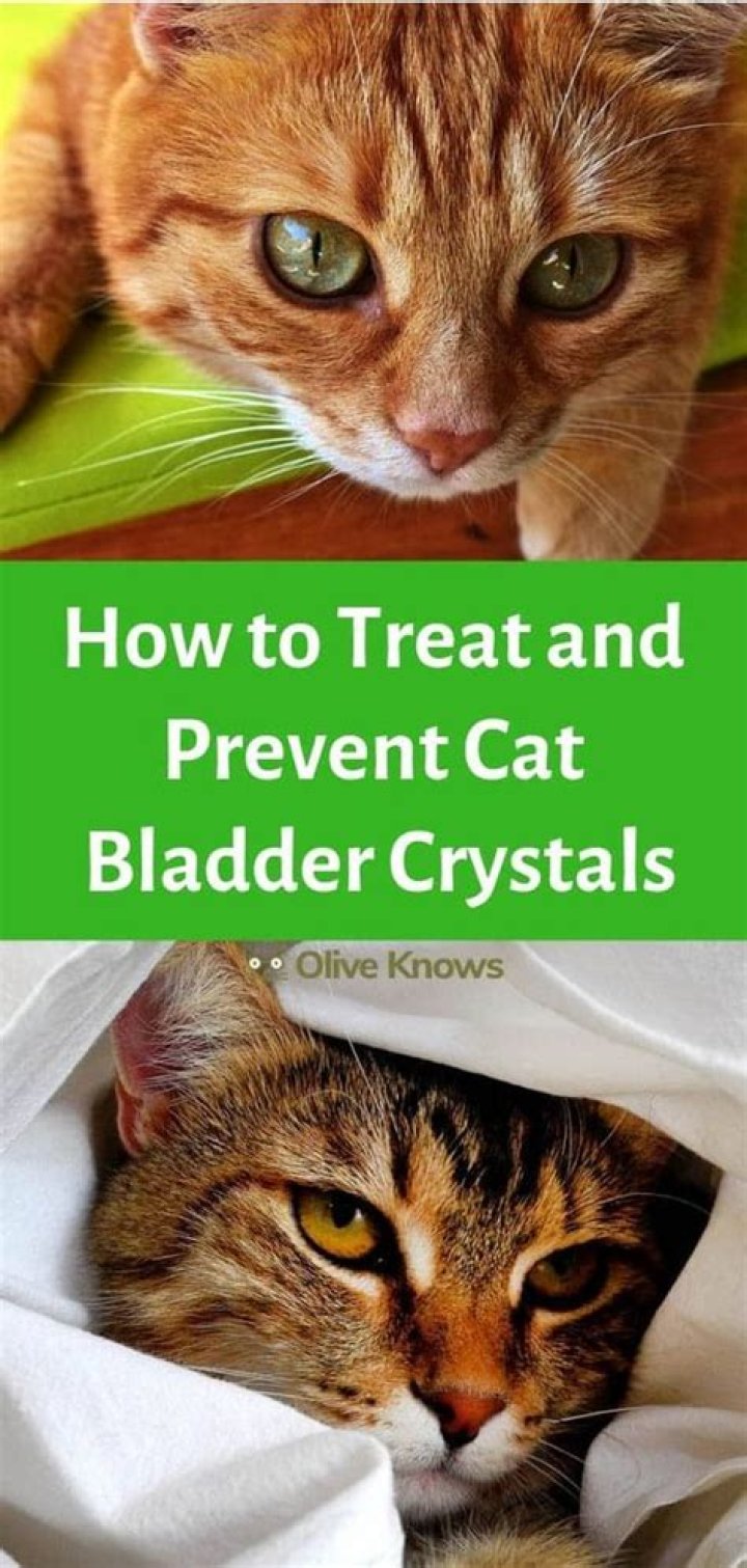 How do you treat bladder crystals in cats?