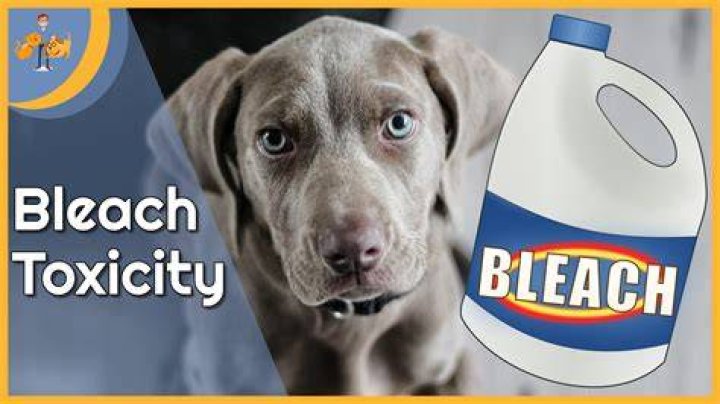 How do you treat bleach poisoning in dogs?