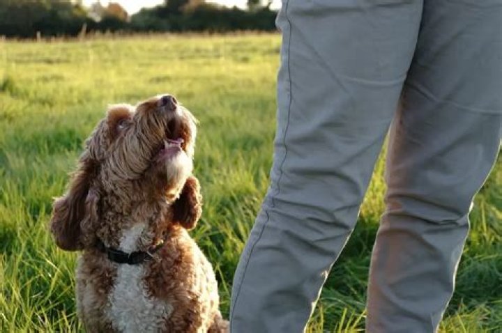 How does a dog recognize its owner?