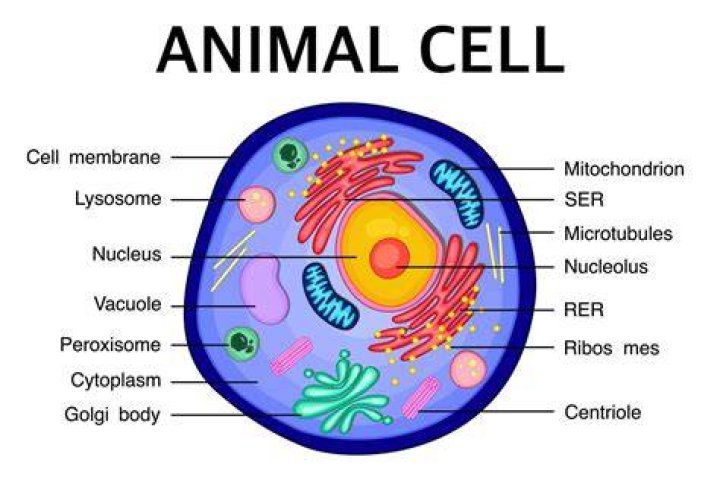 How does a school relate to an animal cell?
