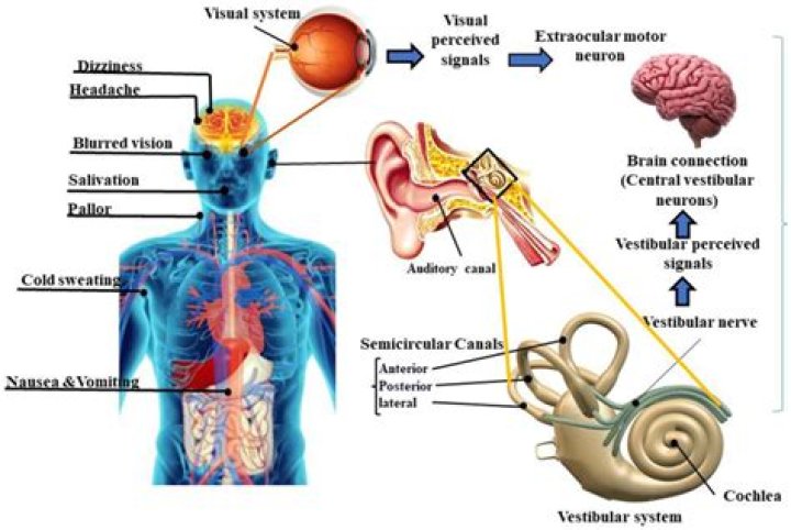 How does the vestibular system provide information to the brain?