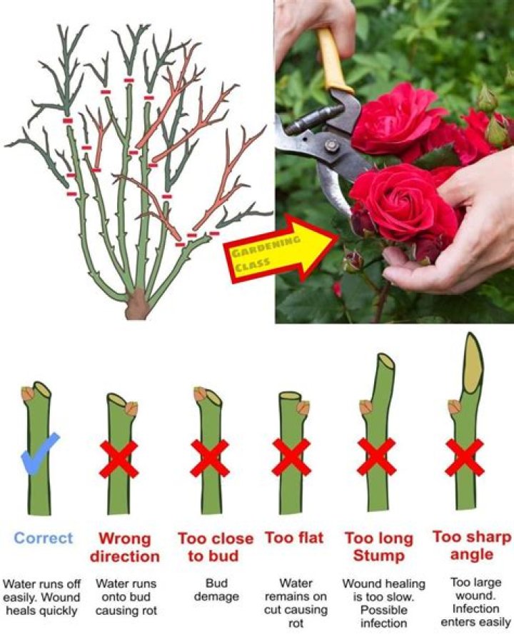 How far back can you cut rose of Sharon?