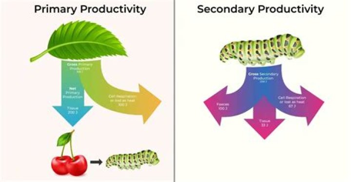 How is primary productivity calculated?