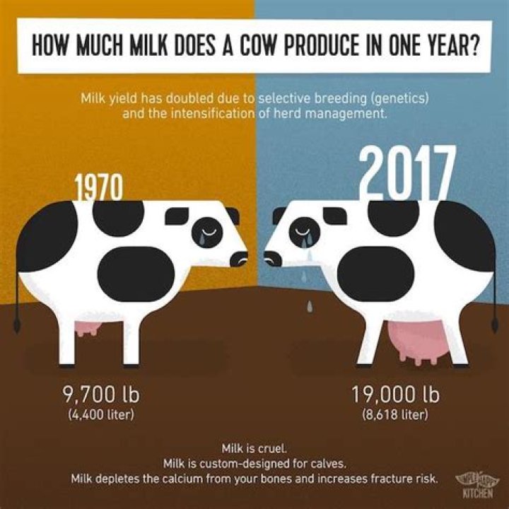 How long are the cows milked each day?