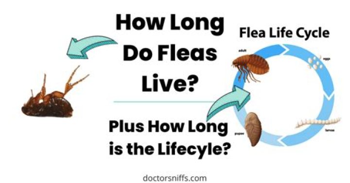 How long can a Naga live?