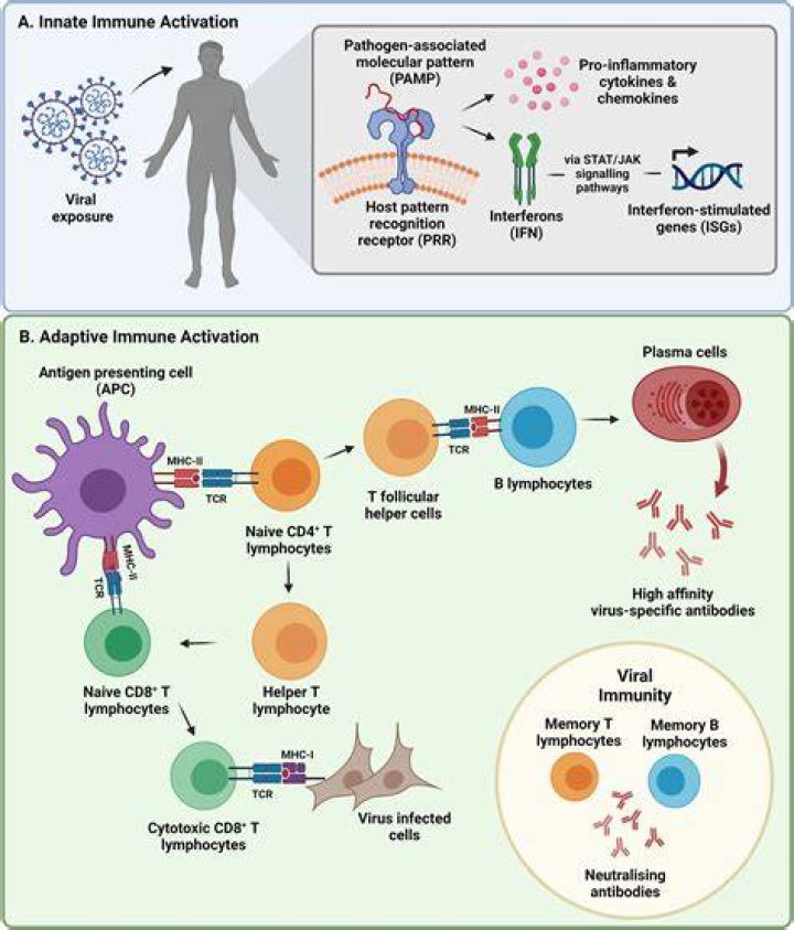 How long do antibodies last after COVID vaccine?