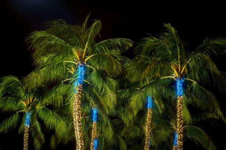 How long do Christmas palm trees live?