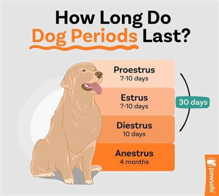 How long does a first period last for a 13 year old?