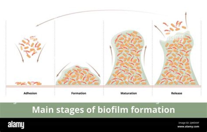 How long does it take for a biofilm to form?