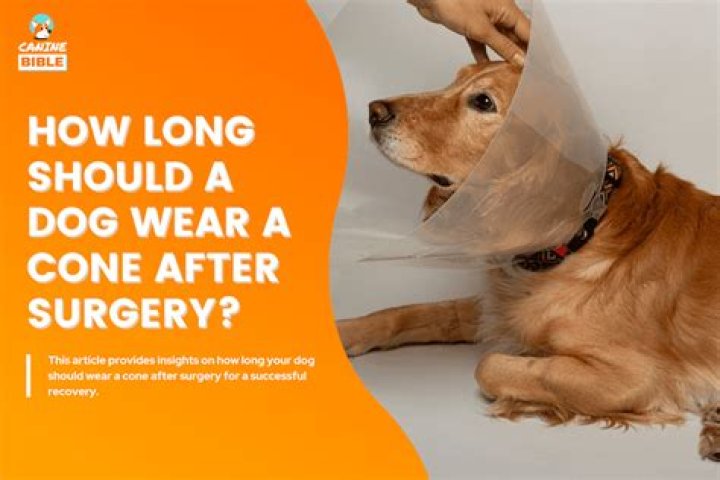How long is pet surgery?