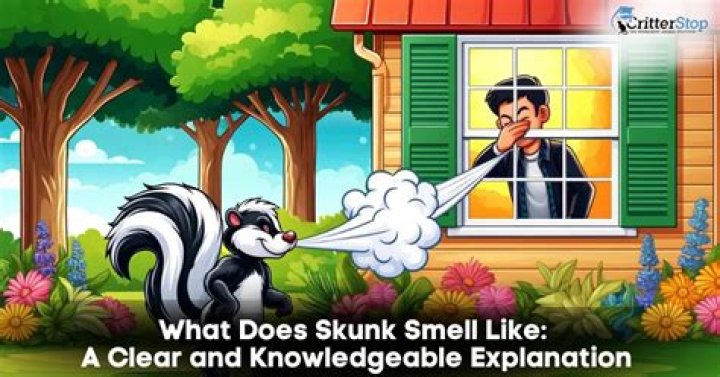 How long until skunk smell goes away in house?