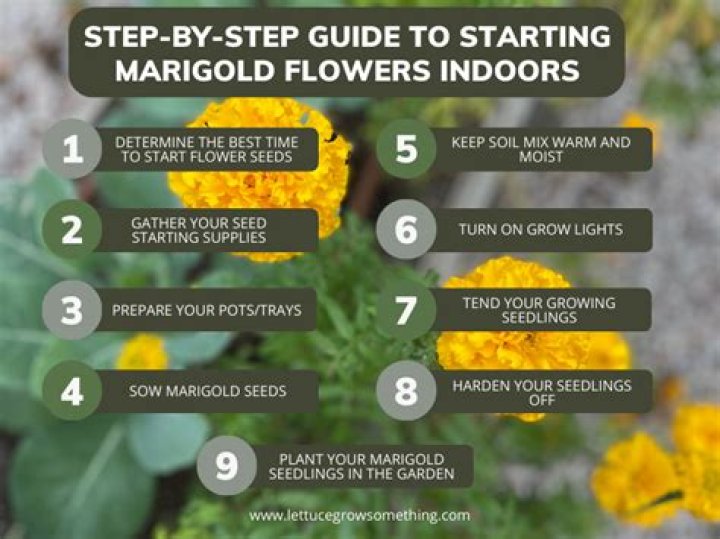 How long will marigolds last?
