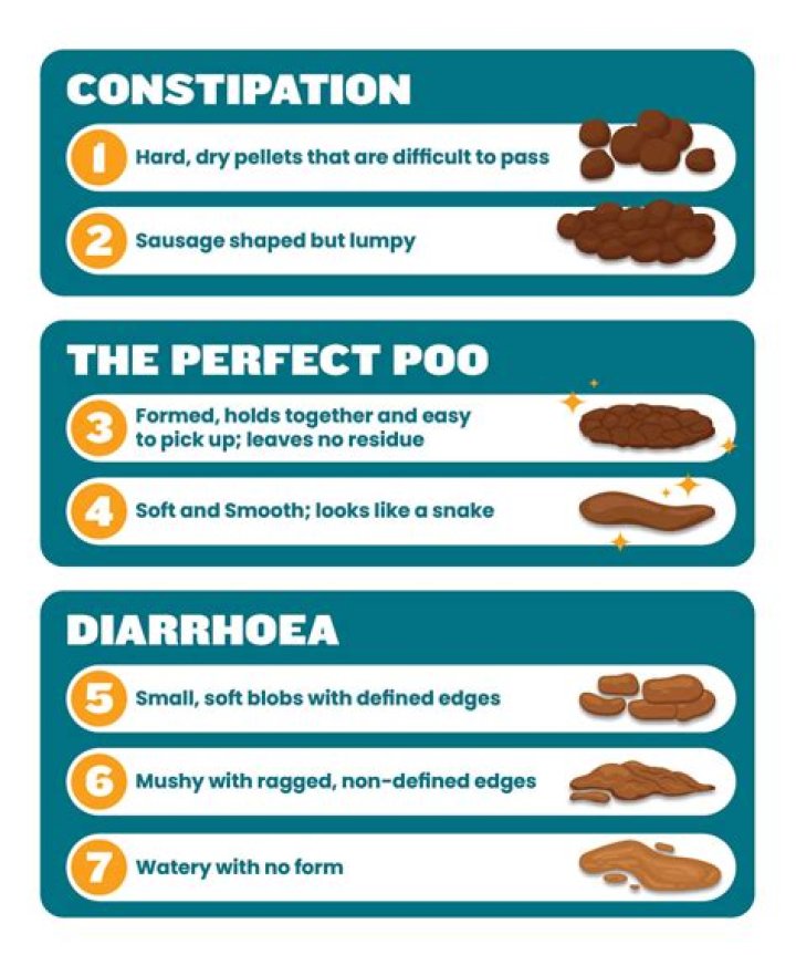 How many times a day does a chicken poop?