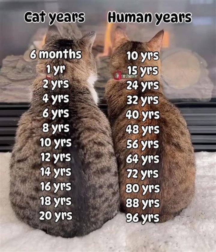 How many years does a log cabin last?