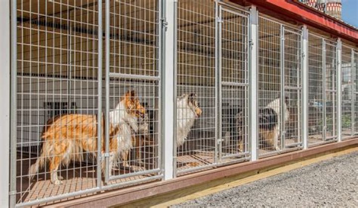 How much do kennel cleaners make?