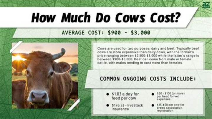 How much does Persopo cost?