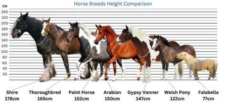How much grain should a 1200 pound horse eat?