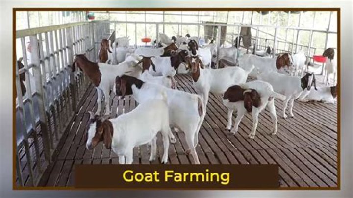 How much money is required for goat farming?