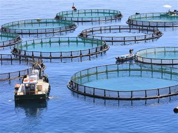 How would you describe a fish farming business?