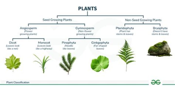 In which aspects are plants different?