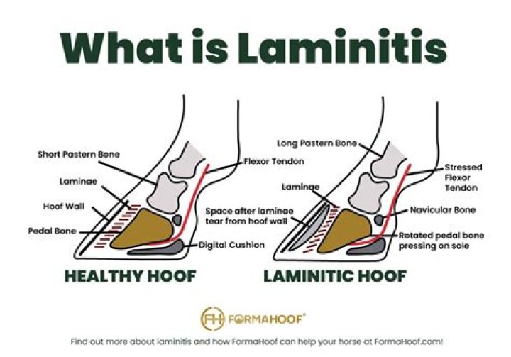 Is beet pulp good for horses with laminitis?