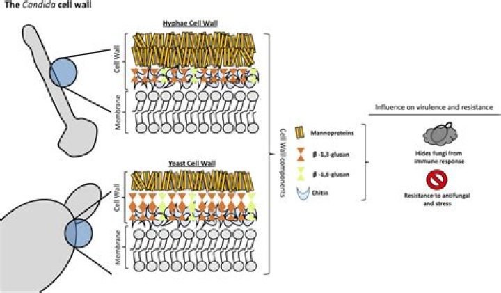Is cell wall made up of living material?
