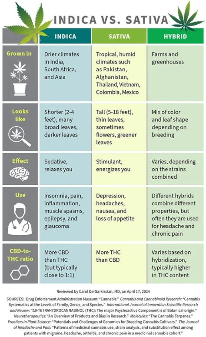 Is Haze an indica or sativa?