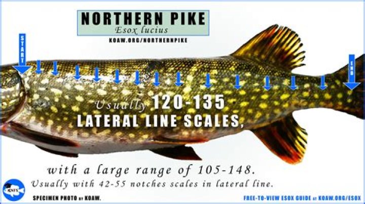 Is it legal to sell replicas?