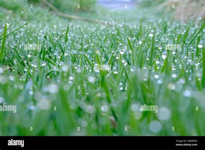 Is it OK to cut grass with morning dew?