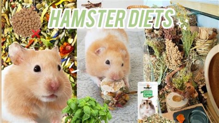 Is it safe to feed a hamster pineapple?