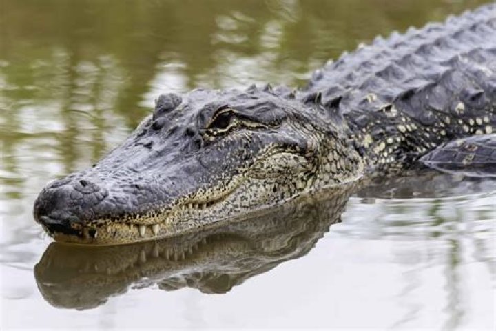 Is it true that there are alligators in the sewers?