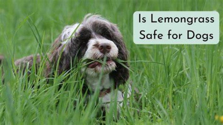 Is lemongrass safe for dogs?