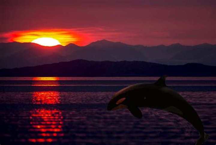 Is Ocean Sun Orca still alive?